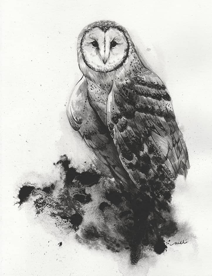 Ink illustration of Barn Owl