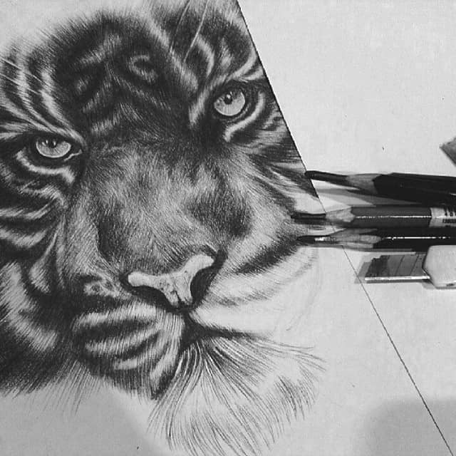 Graphite drawing of tiger